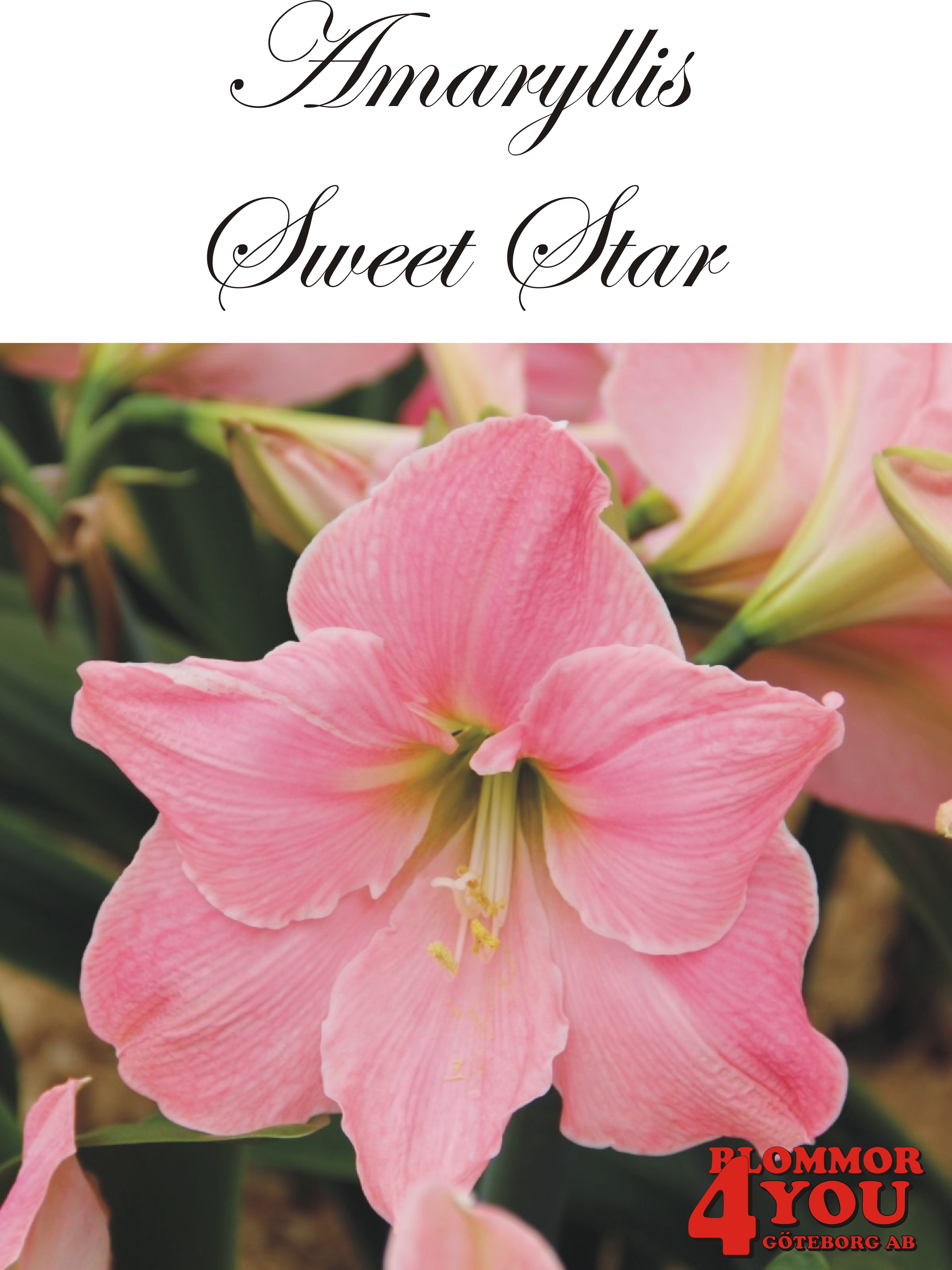 Amaryllis  Sweet Star   Lökstorlek: *30/32