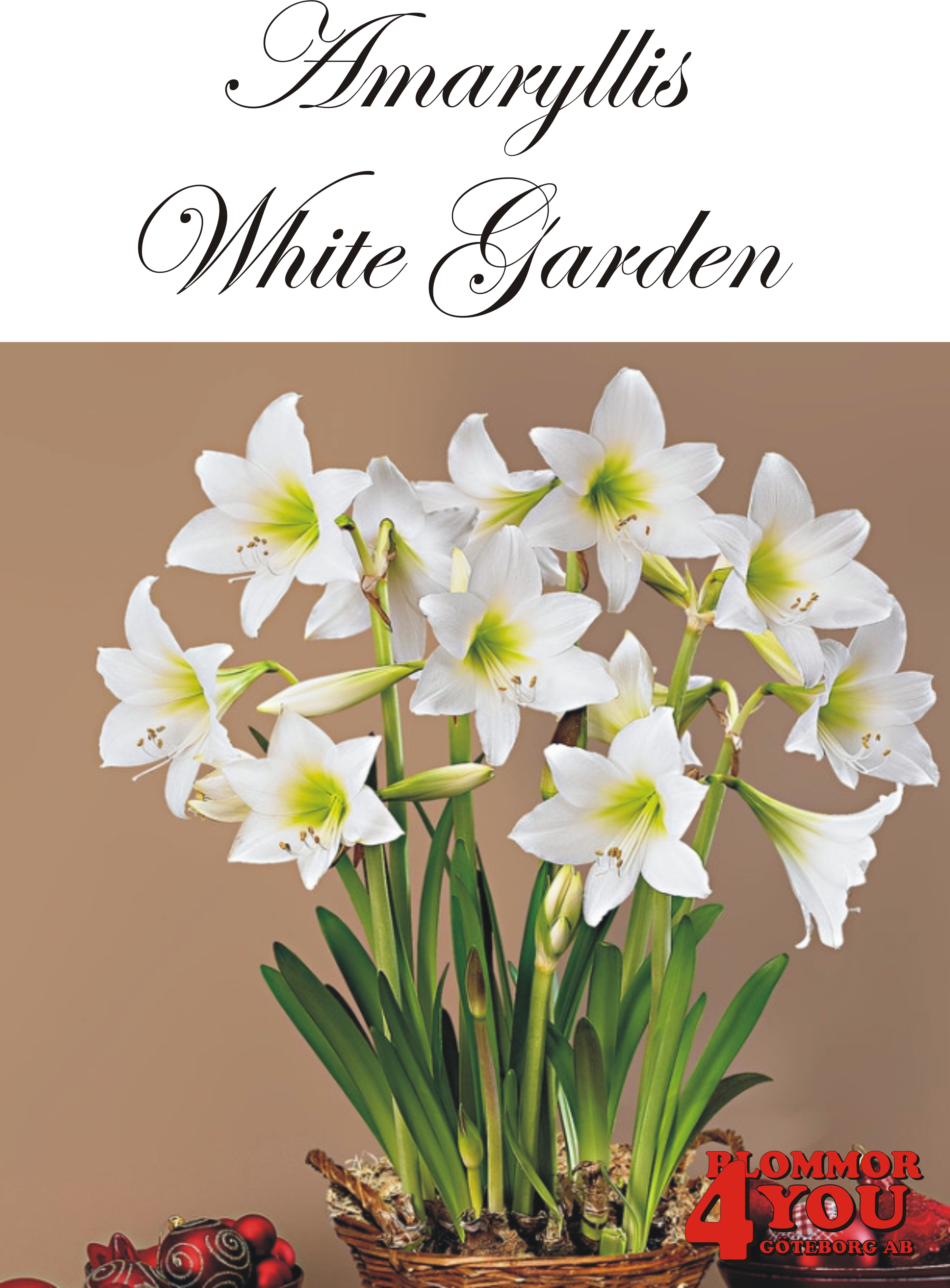 Amaryllis  White Garden    Lökstorlek: Multiflowering