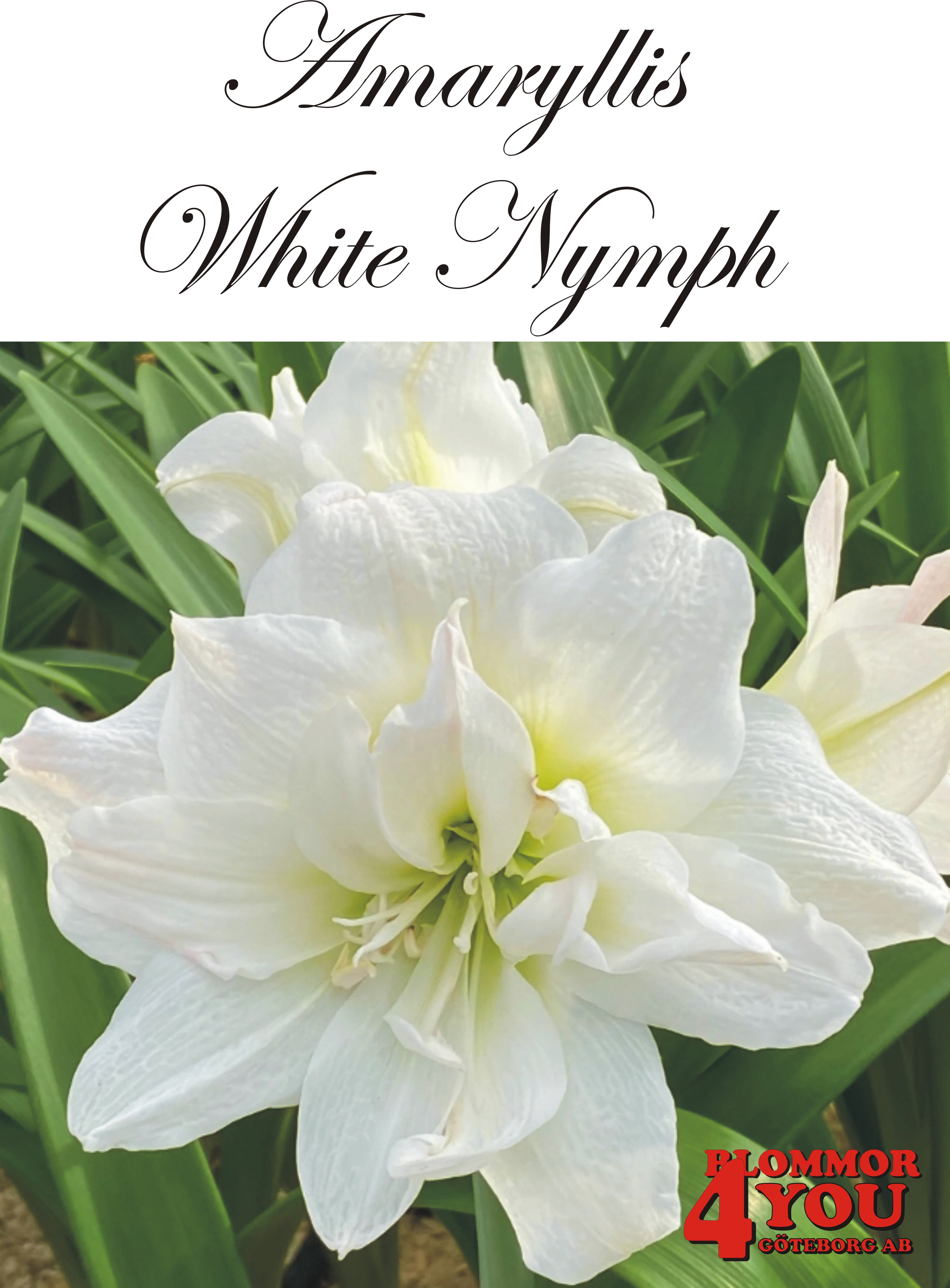 Amaryllis  White Nymph   Lökstorlek: *30/32