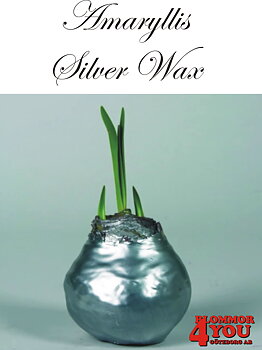Amaryllis Silver Wax Lökstorlek: 32/34s