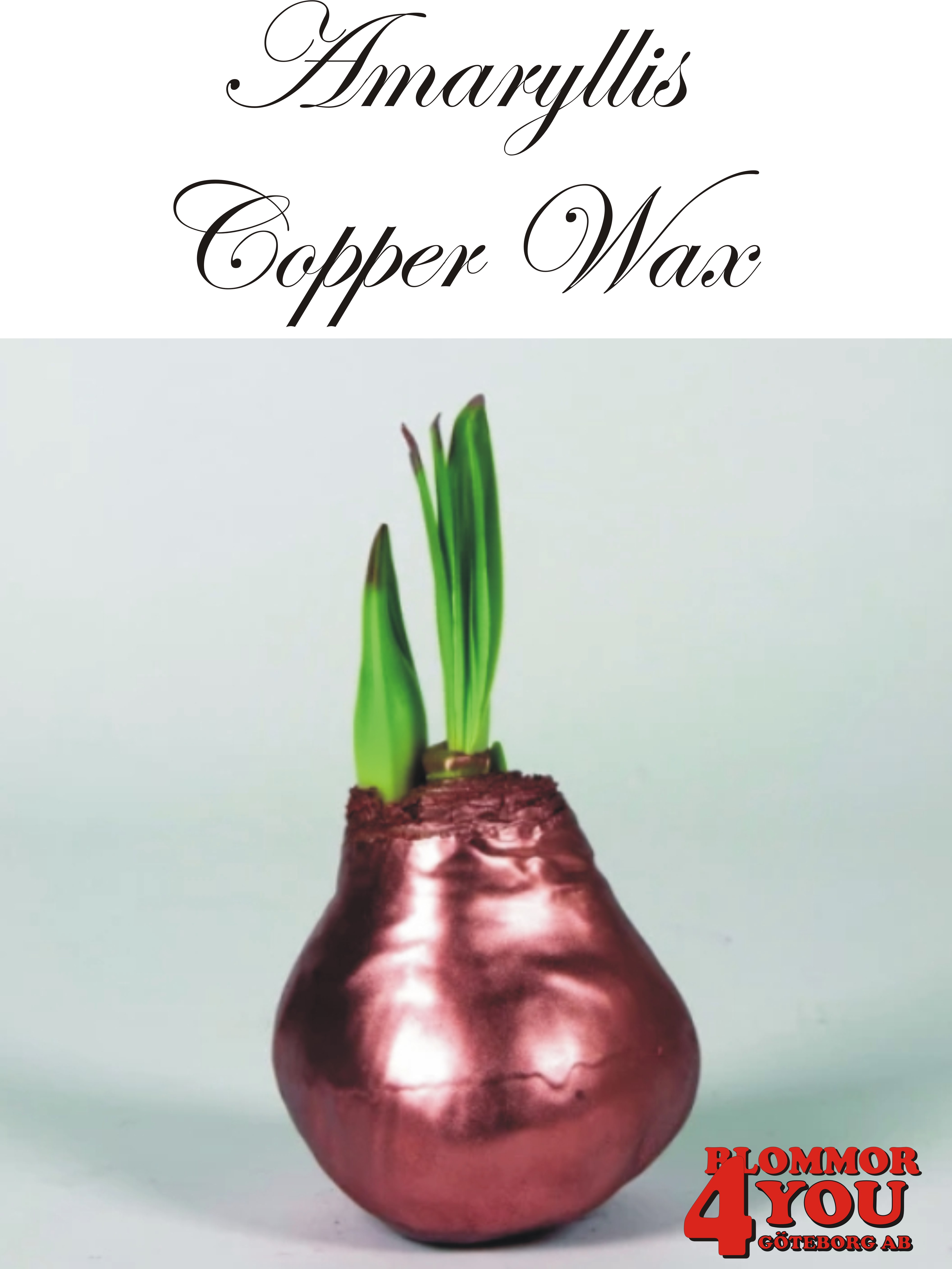Amaryllis  Copper Wax  Lökstorlek: 32/34s