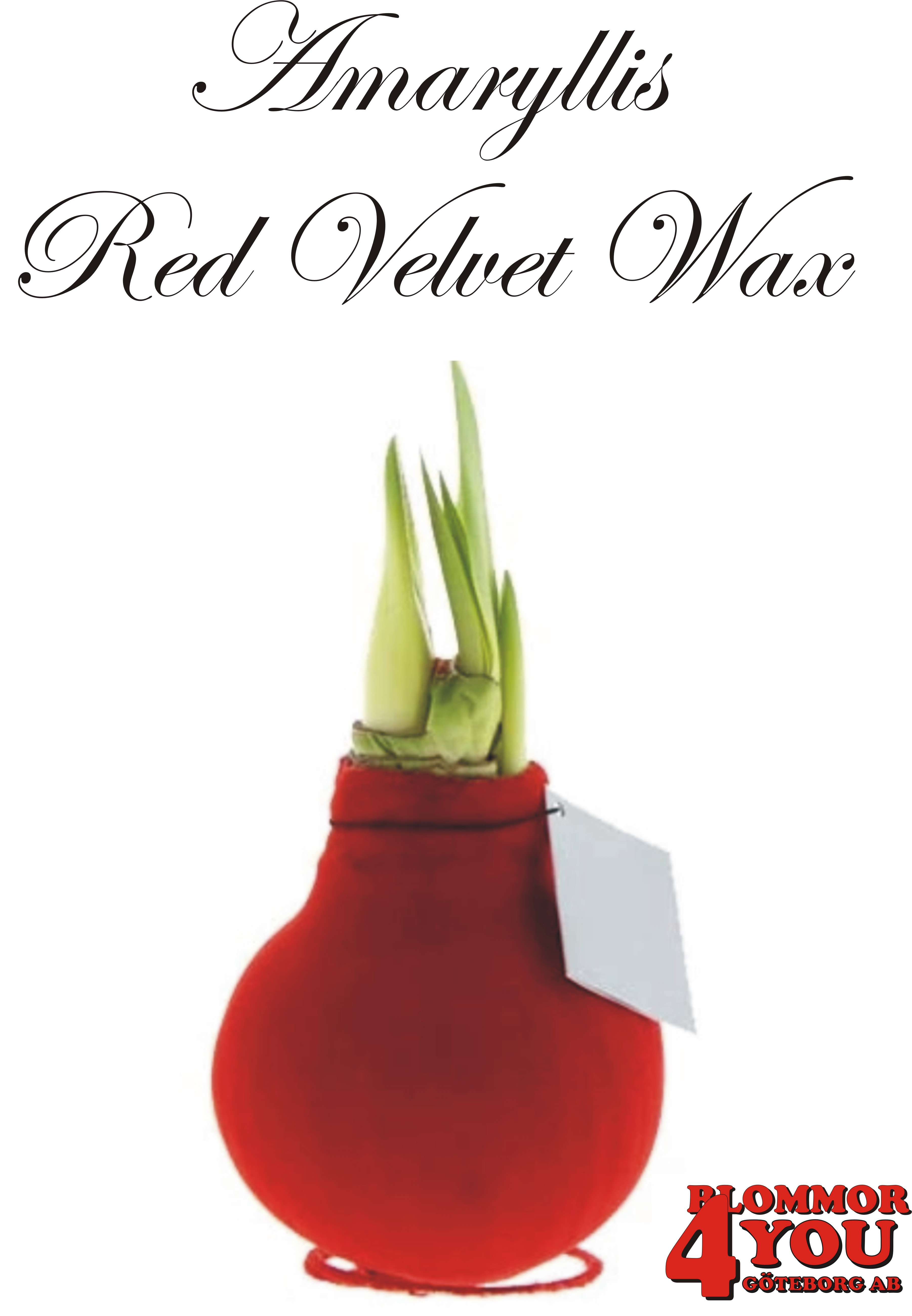 Amaryllis  Red Velvet Wax  Lökstorlek: 32/34s