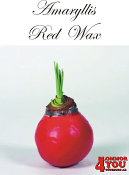 Amaryllis Red Wax Lökstorlek: 32/34s