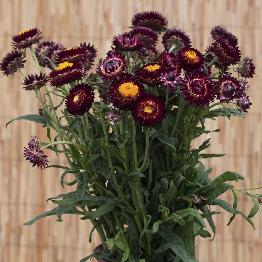Jätteeternell 'King Size Red'