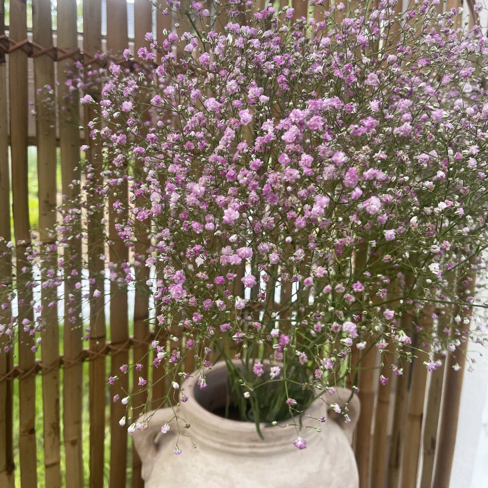 Brudslöja - Rosa