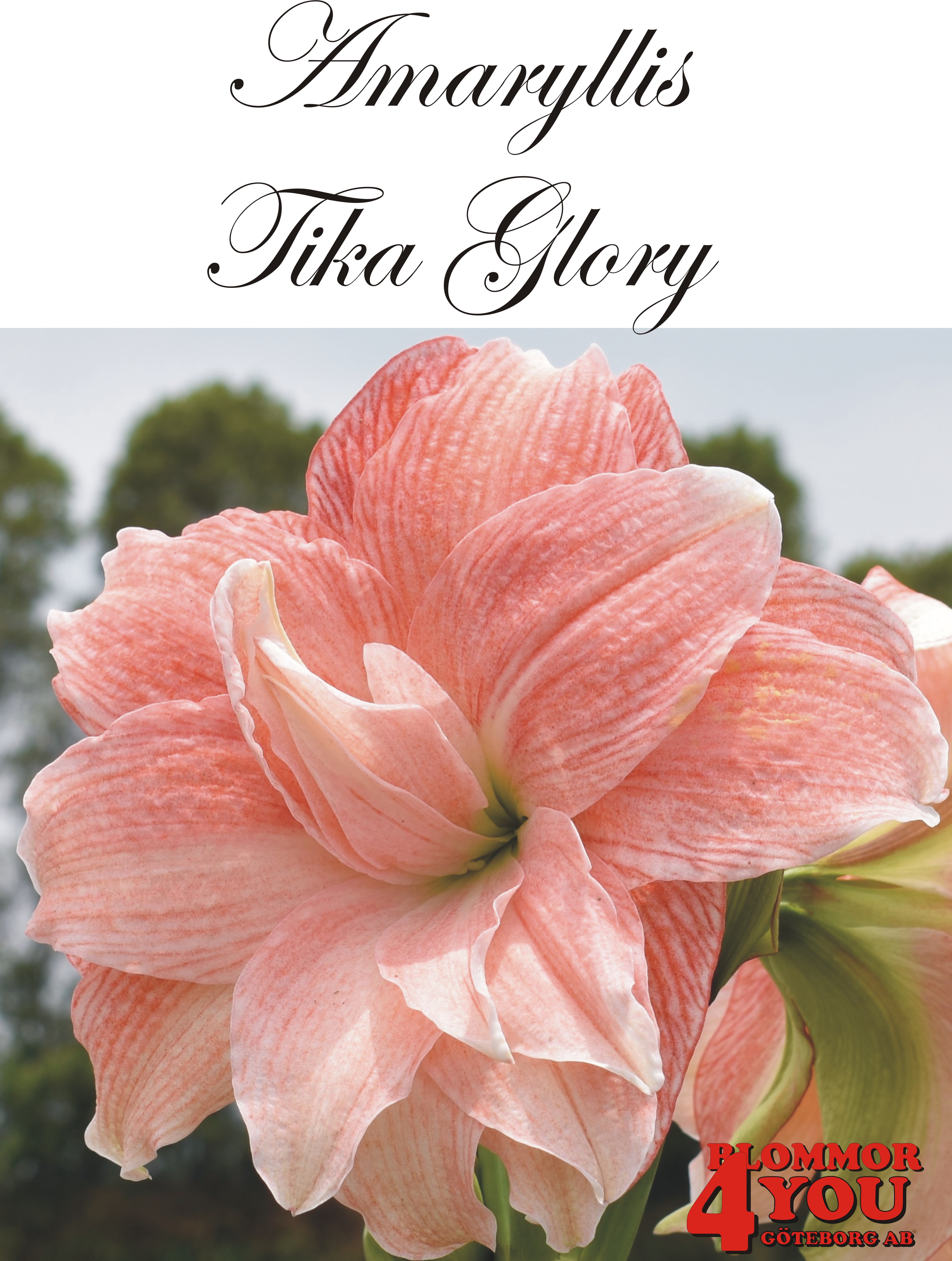 Amaryllis  Tika Glory    Lökstorlek: *30/32
