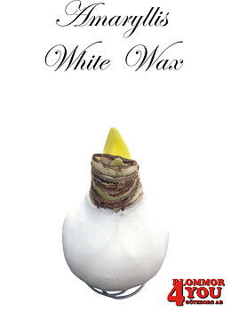 Amaryllis White Wax Lökstorlek: 32/34s