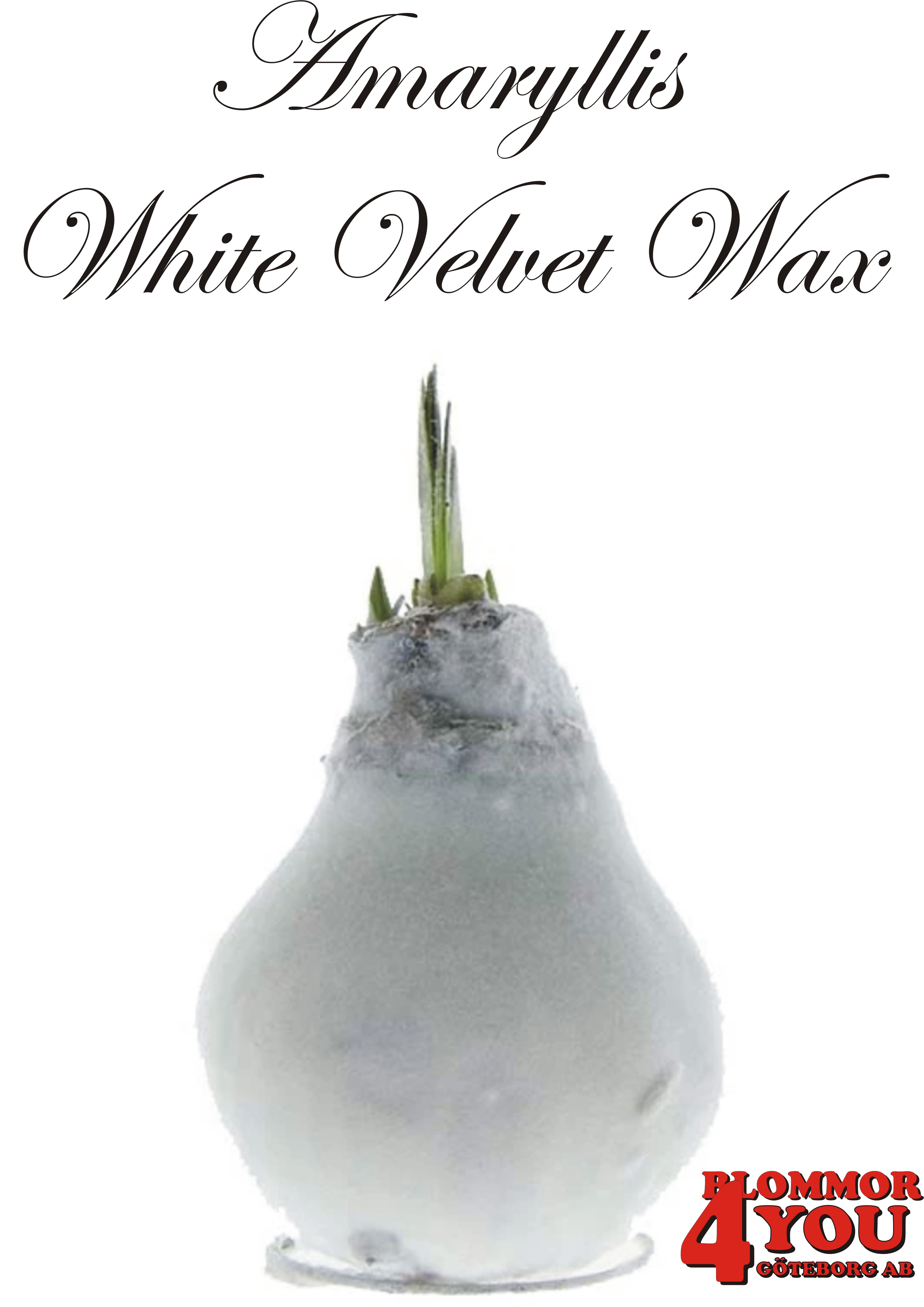 Amaryllis  White Velvet Wax  Lökstorlek: 32/34s