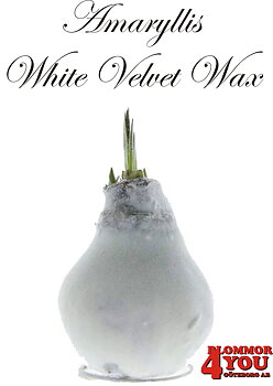 Amaryllis White Velvet Wax Lökstorlek: 32/34s