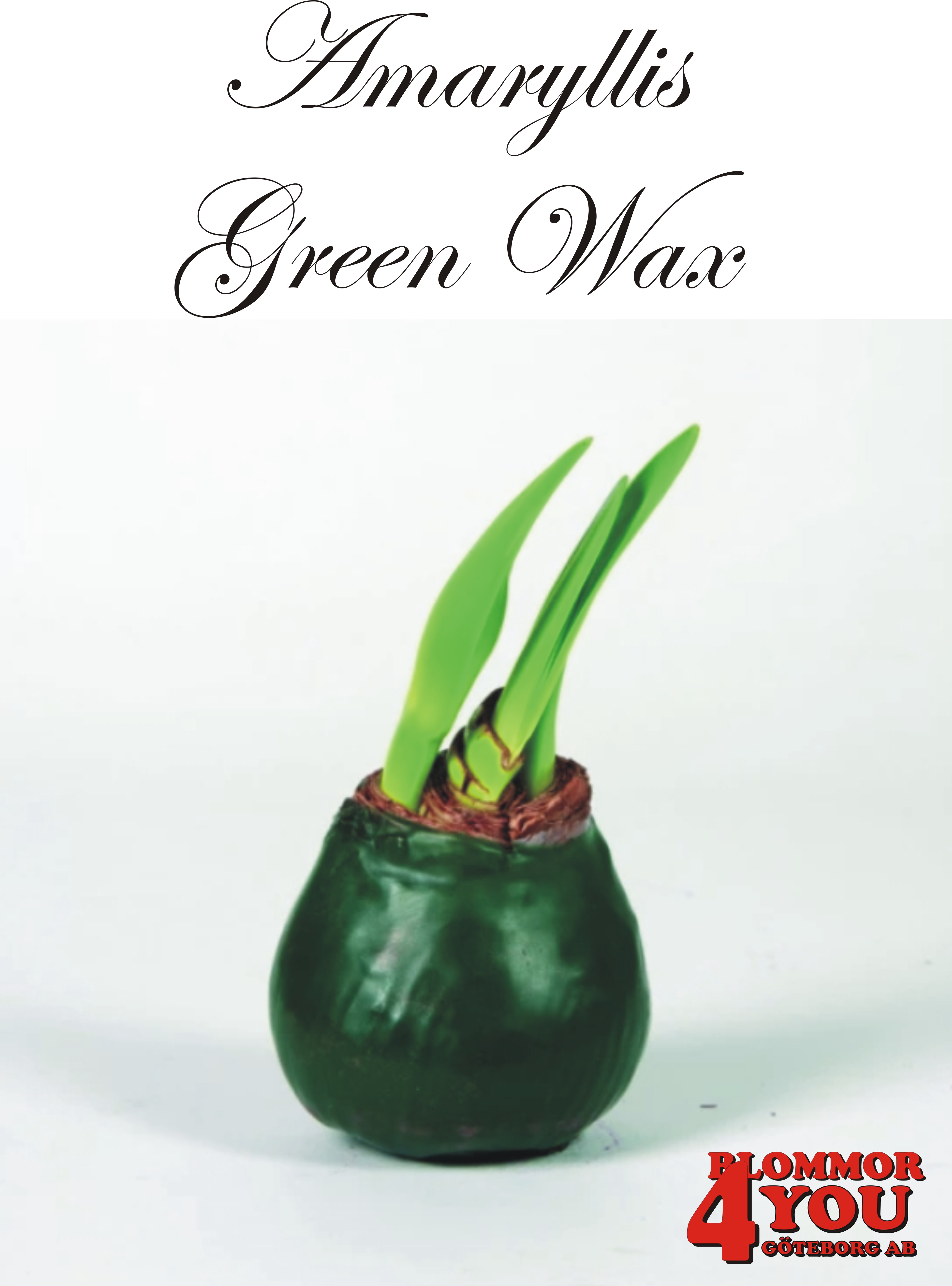 Amaryllis  Green Wax  Lökstorlek: 32/34s