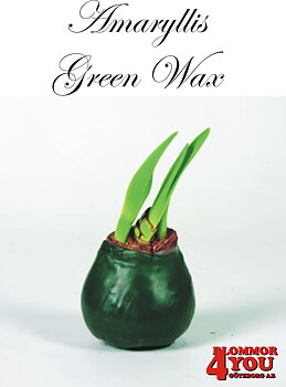 Amaryllis Green Wax Lökstorlek: 32/34s