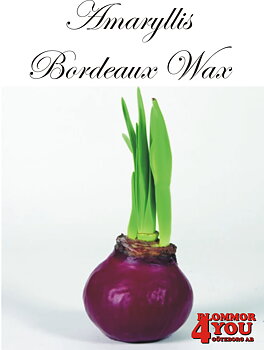Amaryllis Bordeaux Wax Lökstorlek: 32/34s