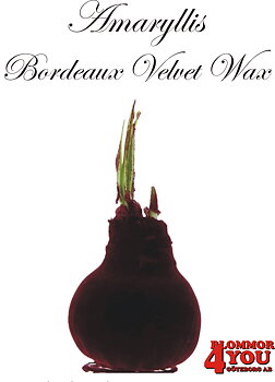 Amaryllis Bordeaux Velvet Wax Lökstorlek: 32/34s