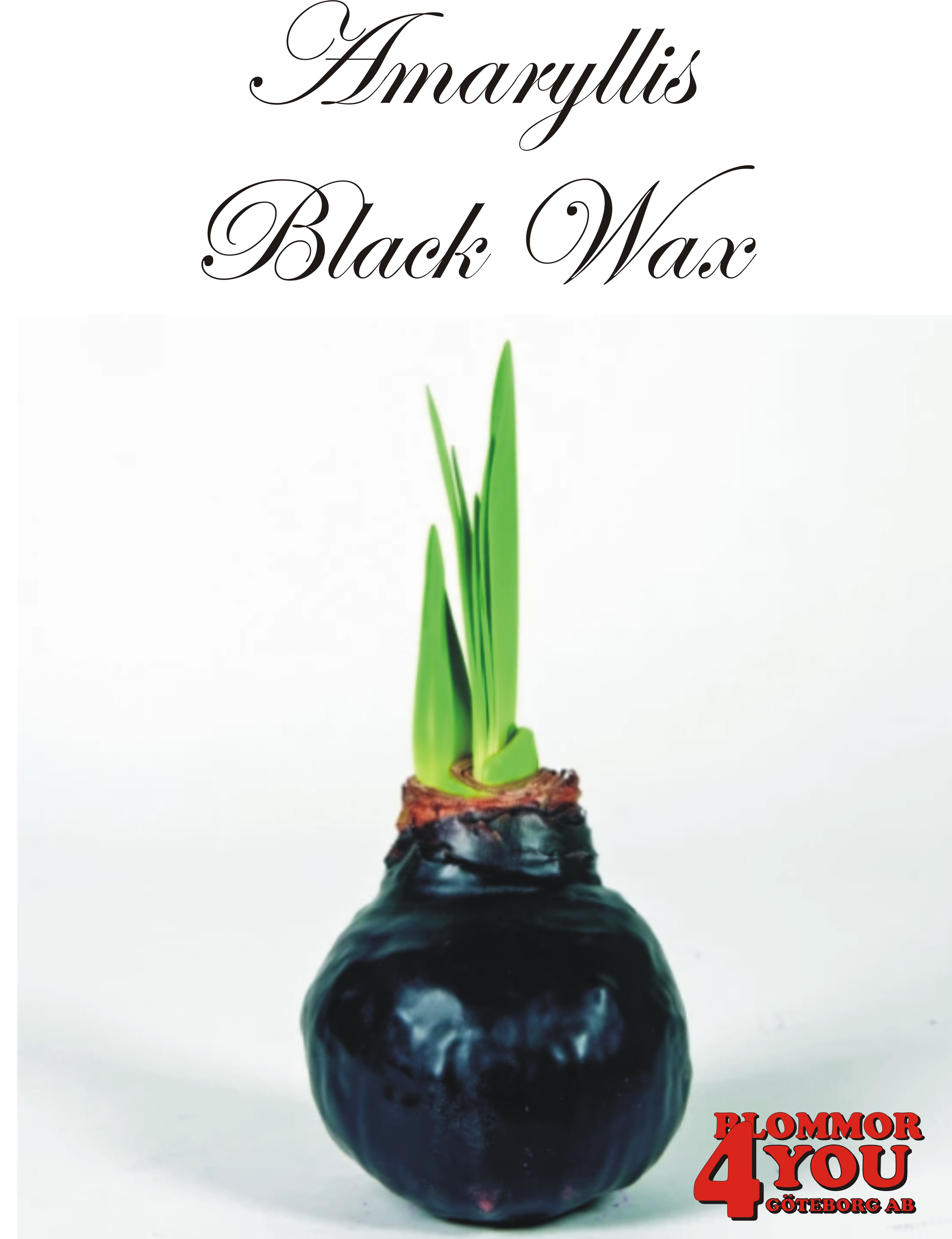 Amaryllis  Black Wax  Lökstorlek: 32/34s