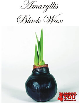 Amaryllis Black Wax Lökstorlek: 32/34s