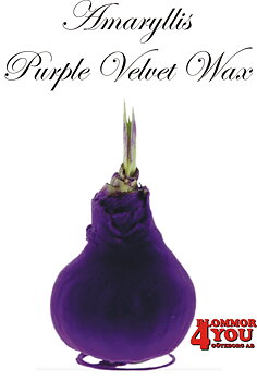 Amaryllis Purple Velvet Wax Lökstorlek: 32/34s
