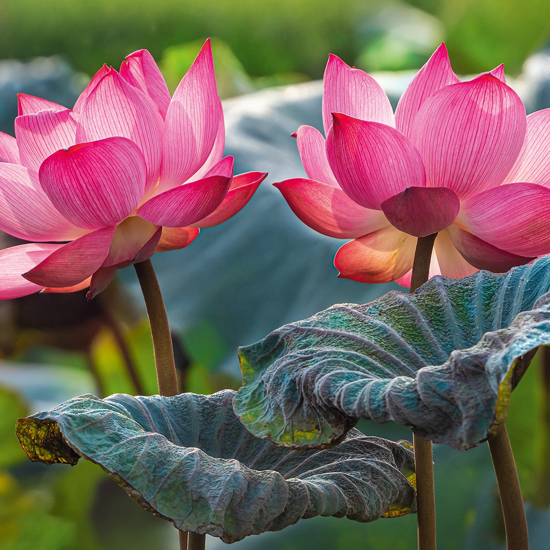 Pink Lotus Flowers, 500 Bitar CherryPazzi