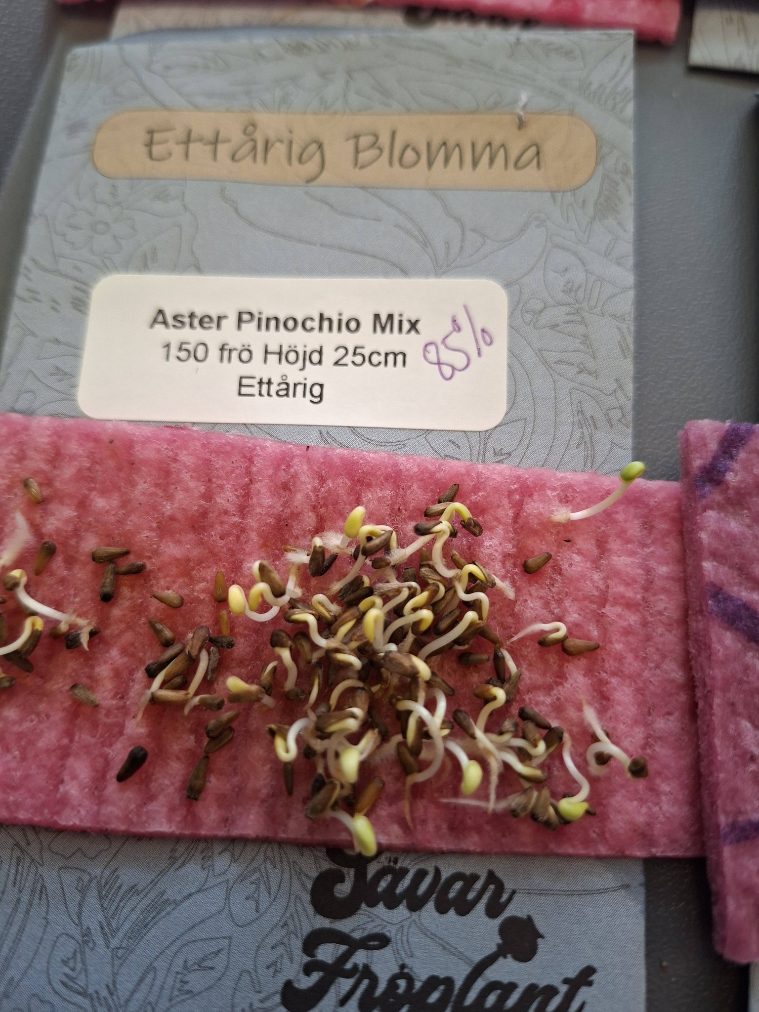 Aster dvärg Pinochio Mix 150  frö - 2