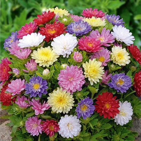 Aster dvärg Pinochio Mix 150  frö