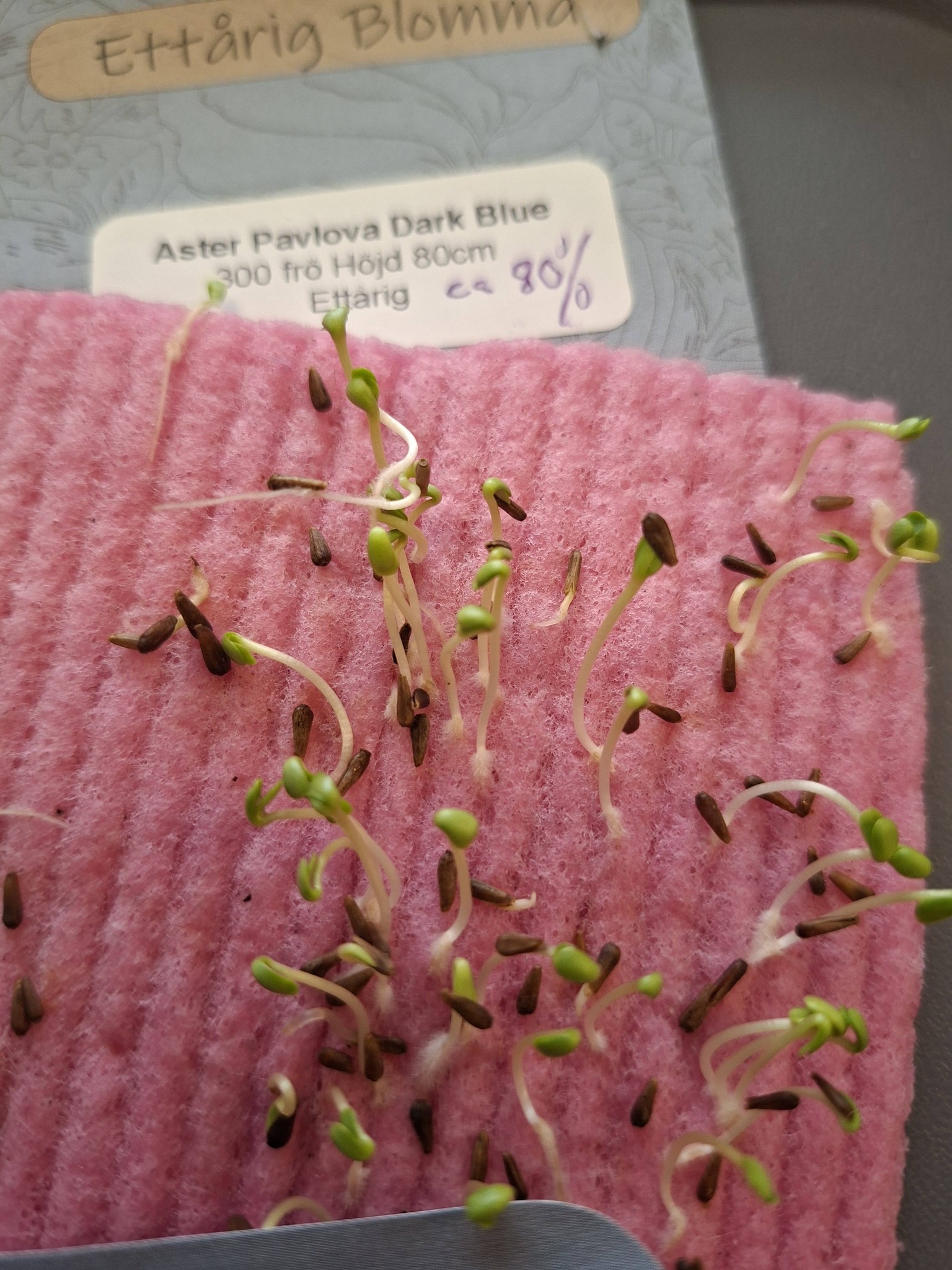 Aster Pavlova Dark Blue 300  frö - 2