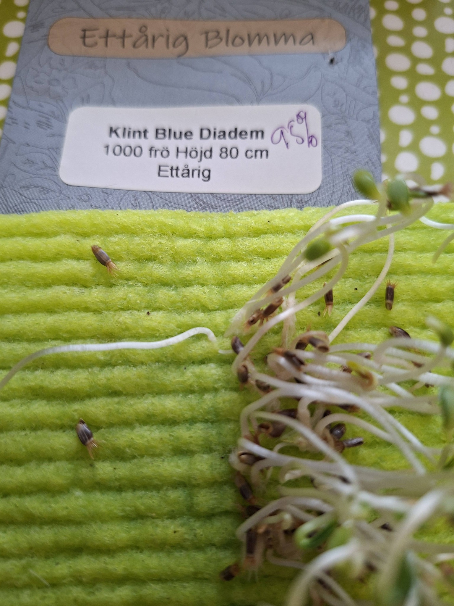 Klint Blue Diadem 1000 frön - 2