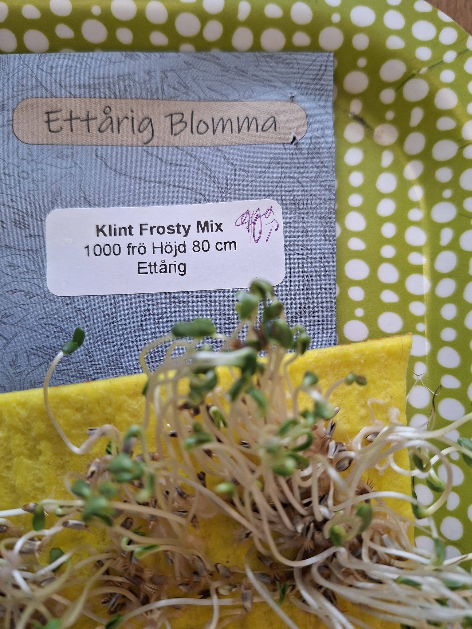 Klint Frosty Mix 1 000 frön - 2