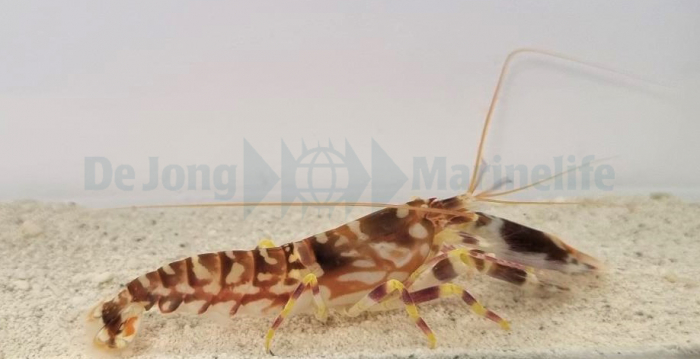 amblyeleotris guttata +  pistol shrimp PAIR (reef safe) - 2