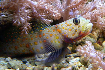 amblyeleotris guttata + pistolräka PAR (reef safe)
