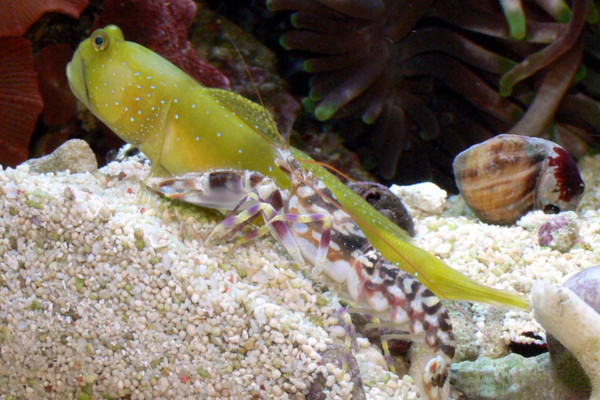 Cryptocentrus cinctus  + pistolräka PAR (reef safe)
