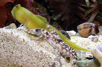 Cryptocentrus cinctus  + pistolräka PAR (reef safe)