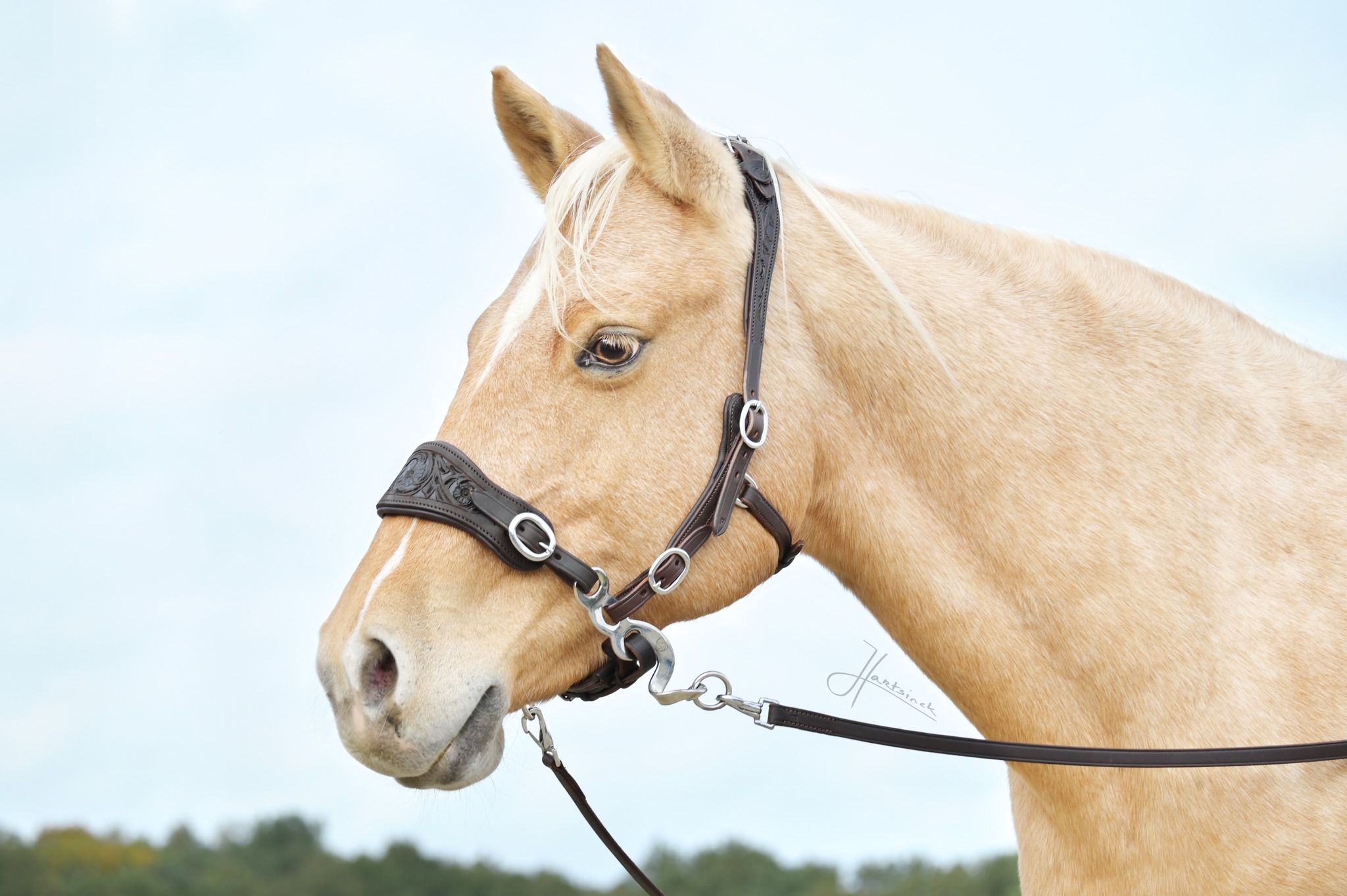 1036. Hackamore huvudlag Anatomical, Edix Rose - 3
