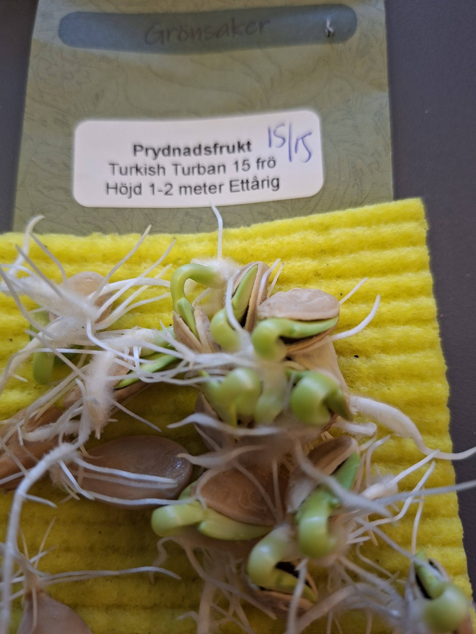 Sävar fröplant - Prydnadsfrukt Turkish Turban 15 frö
