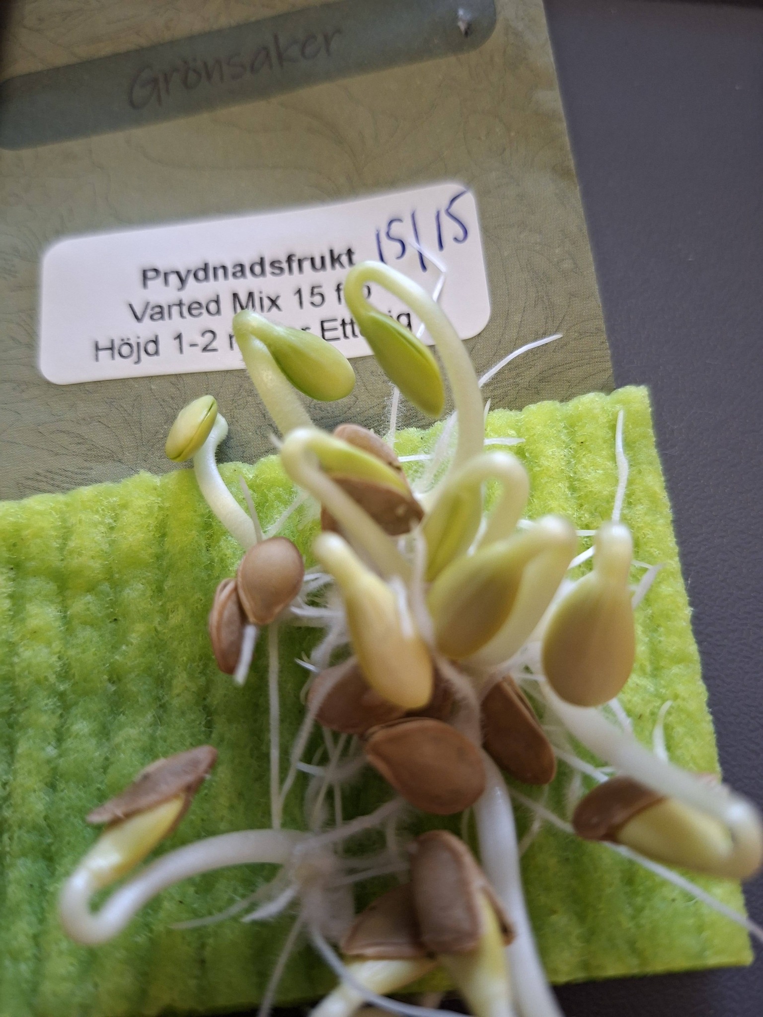 Prydnadsfrukt Varted Mix 15  frö - 2