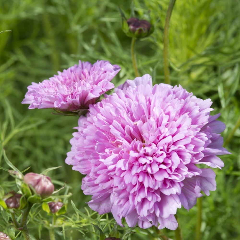Rosenskära 'Double Dutch Rose'