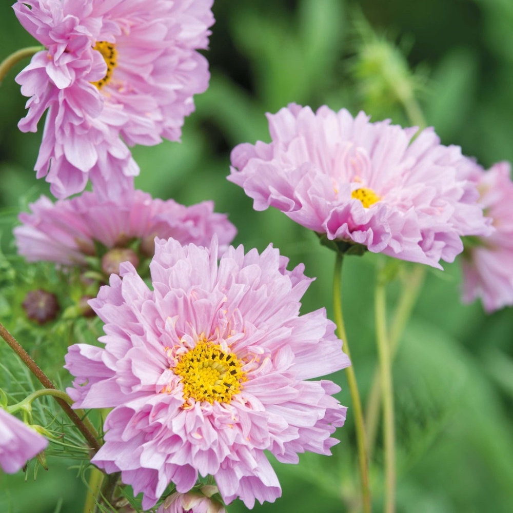 Rosenskära 'Double Dutch Rose'