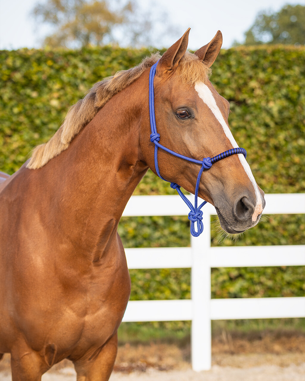 Rope halter with clip QHP - 4