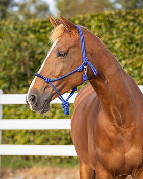 Rope halter with clip QHP