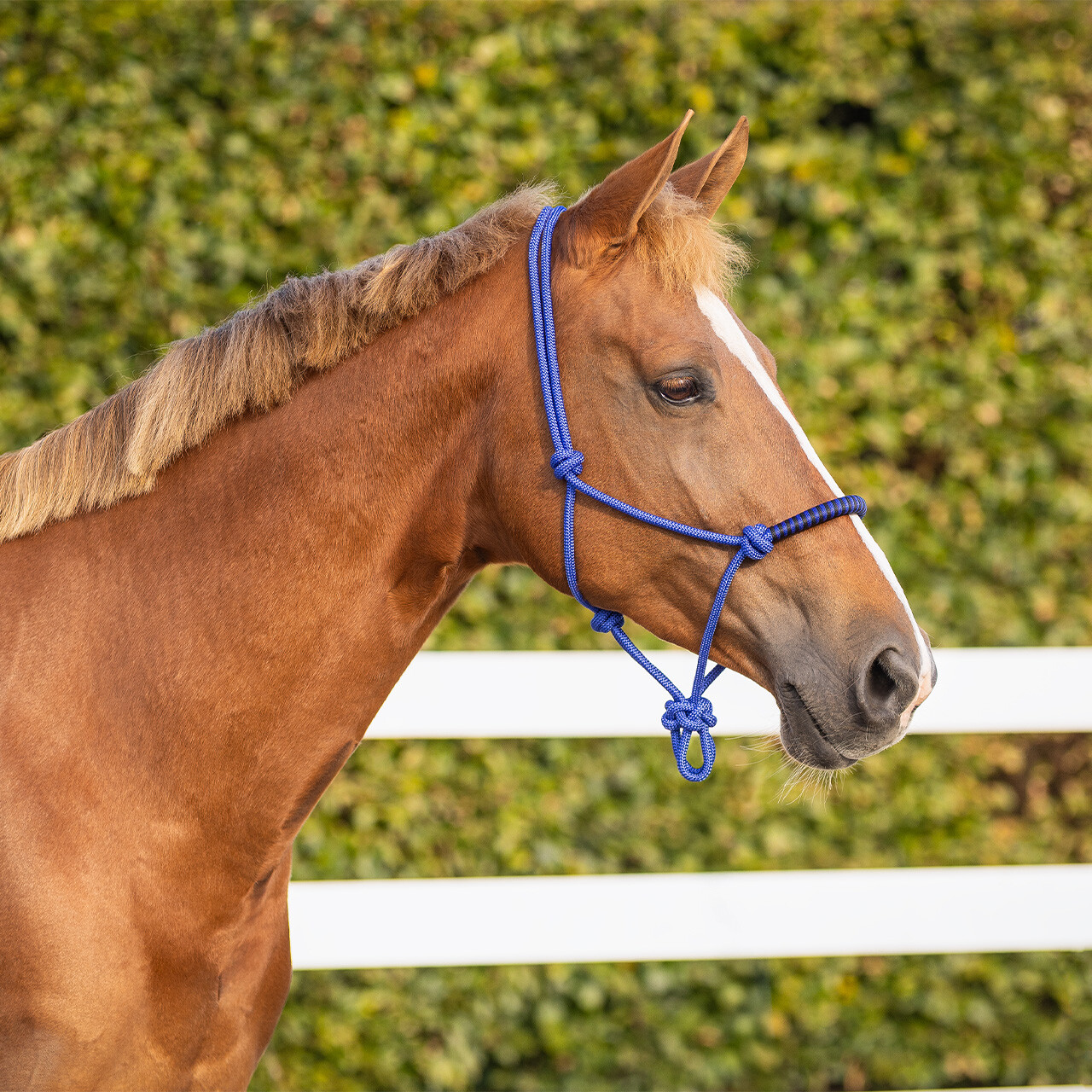 Rope halter with clip QHP - 5
