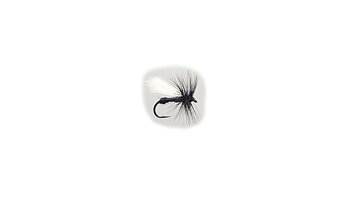 Black Ant