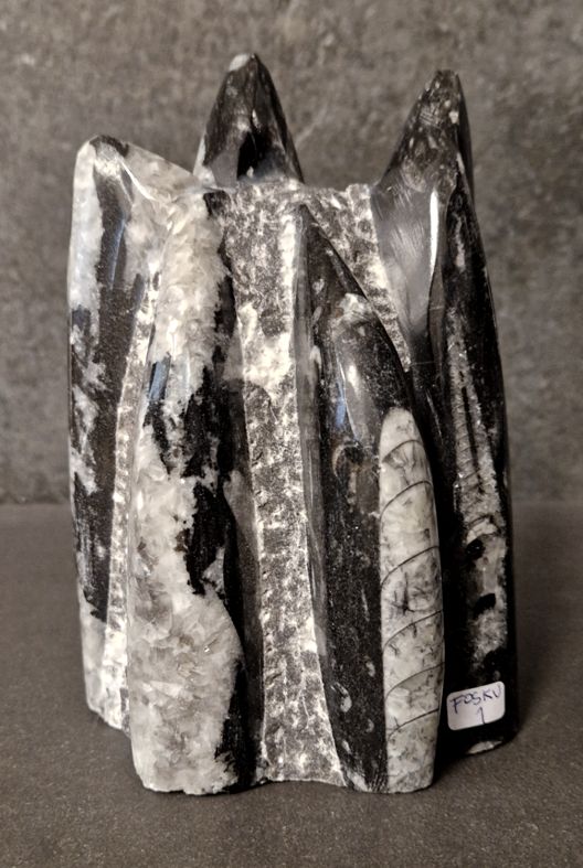 Devonian Orthoceras Fossil i Grundsten, Stående - FOSKU1