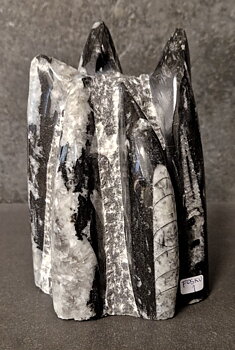 Devonian Orthoceras Fossil i Grundsten, Stående - FOSKU1