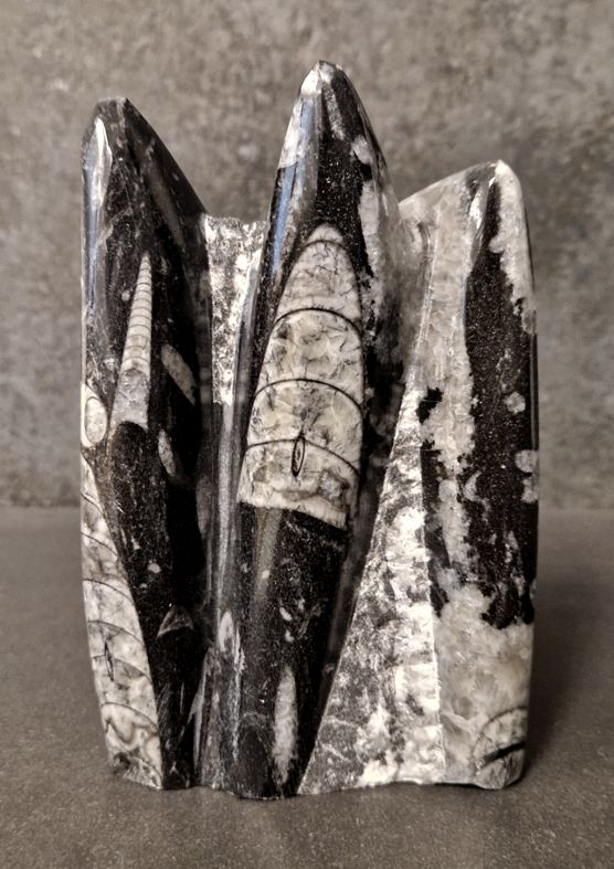 Devonian Orthoceras Fossil i Grundsten, Stående - FOSKU1 - 2