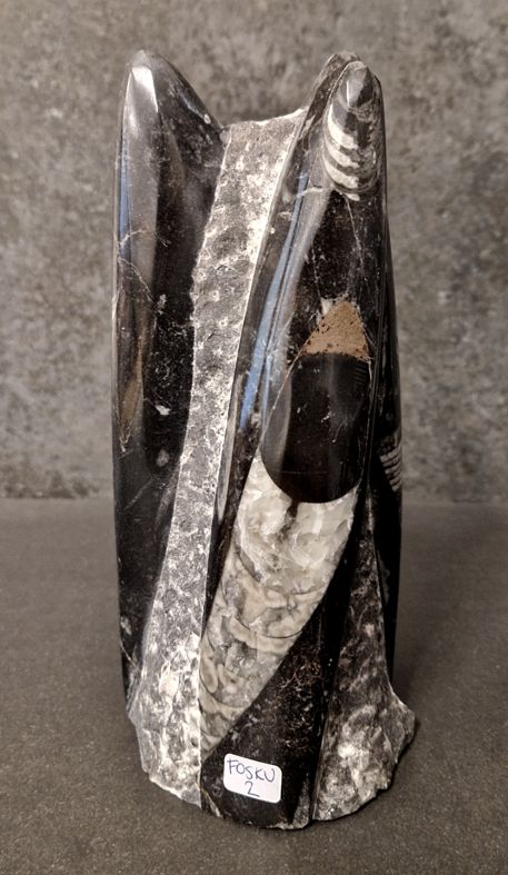 Devonian Orthoceras Fossil i Grundsten, Stående - FOSKU2