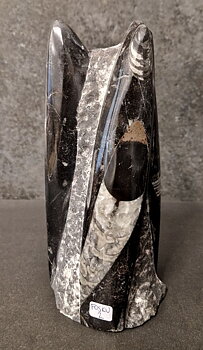 Devonian Orthoceras Fossil i Grundsten, Stående - FOSKU2
