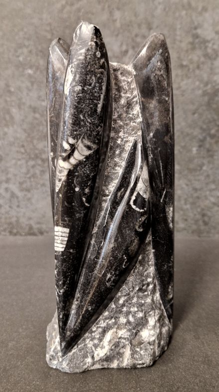 Devonian Orthoceras Fossil i Grundsten, Stående - FOSKU2 - 2