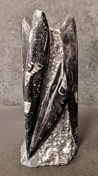 Devonian Orthoceras Fossil i Grundsten, Stående - FOSKU2