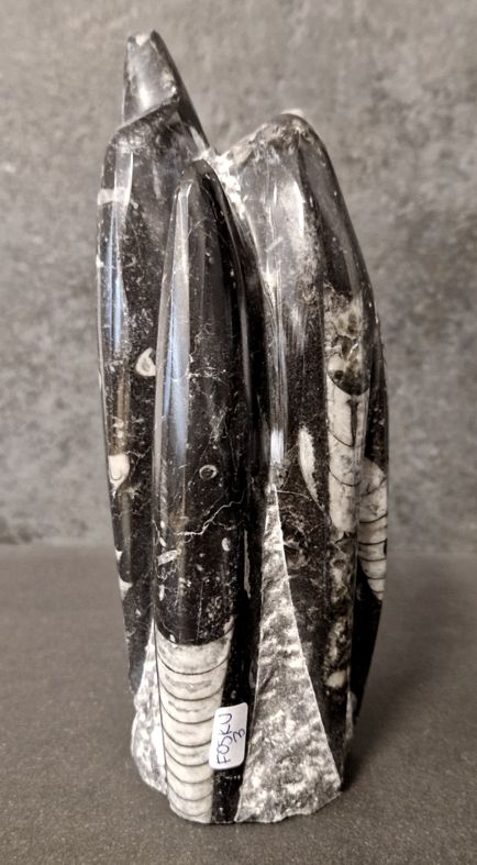 Devonian Orthoceras Fossil i Grundsten, Stående - FOSKU3