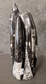 Devonian Orthoceras Fossil i Grundsten, Stående - FOSKU3