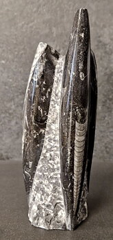 Devonian Orthoceras Fossil i Grundsten, Stående - FOSKU3