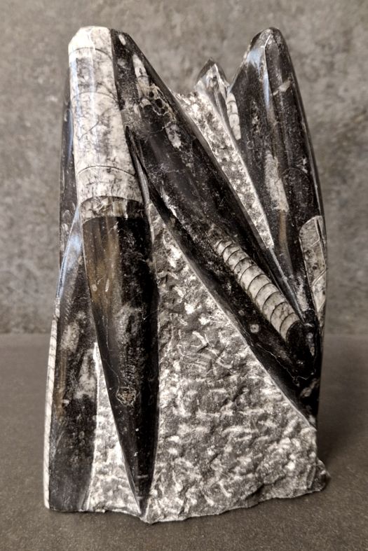 Devonian Orthoceras Fossil i Grundsten, Stående - FOSKU4 - 2
